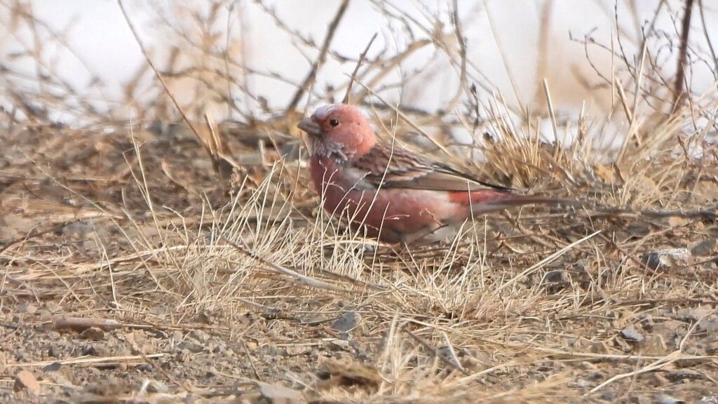 Pallas's Rosefinch