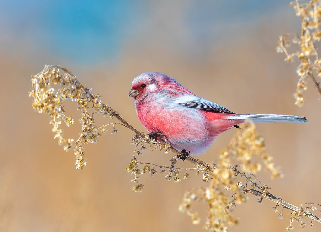 Siberian Long-tailed Rosefinch