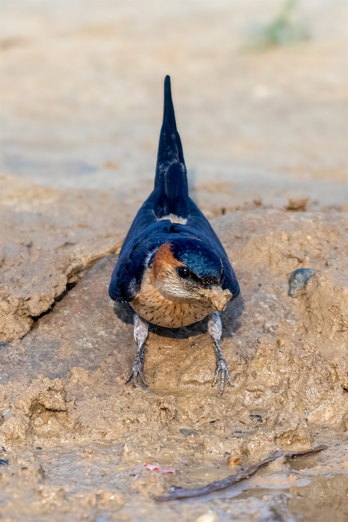 Eastern Red-rumped Swallow