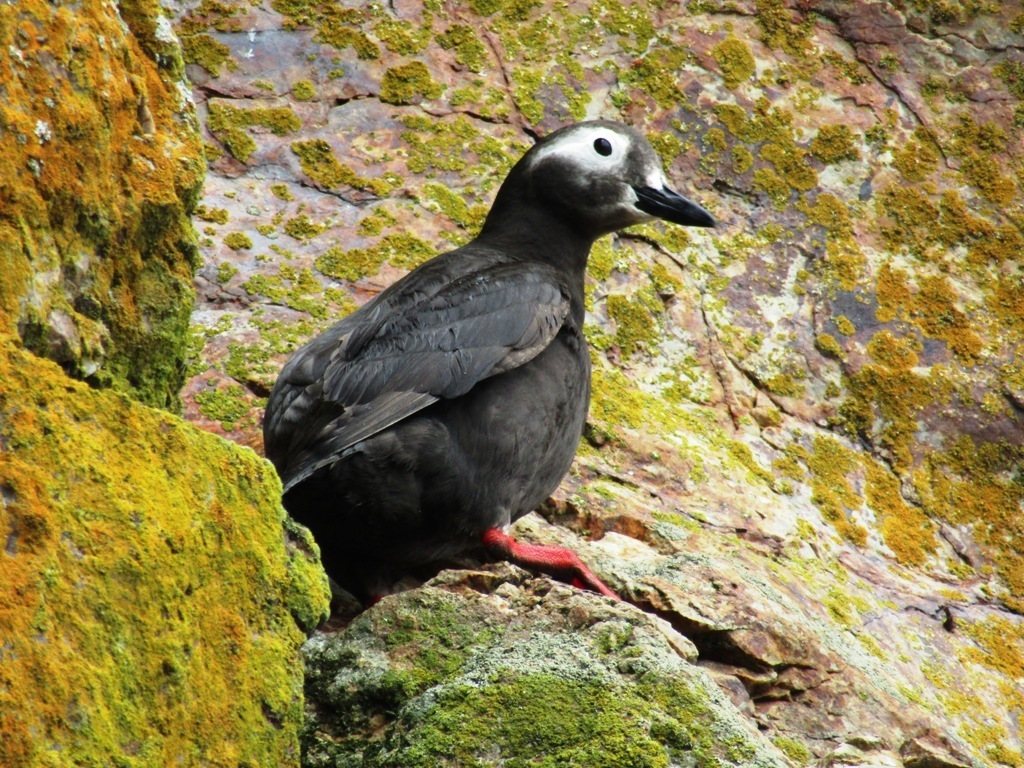 Spectacled Guillemot