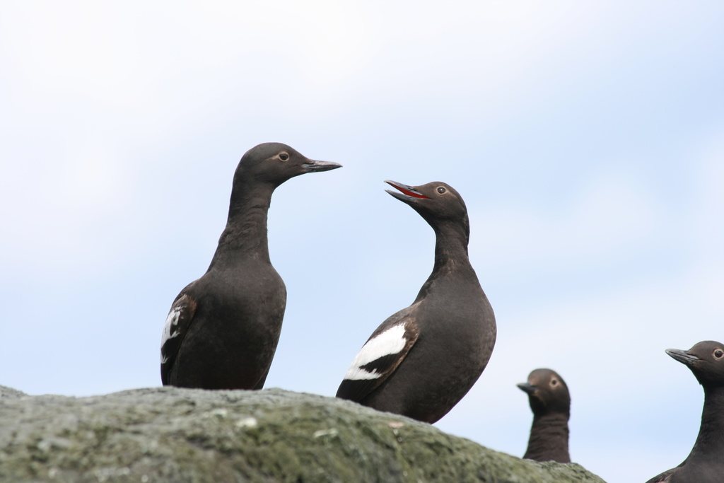 Pigeon Guillemot