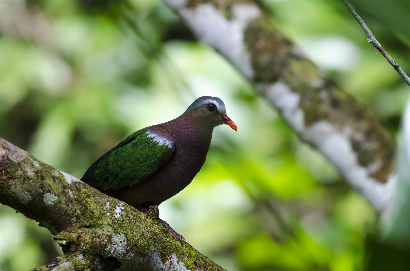 Common Emerald Dove