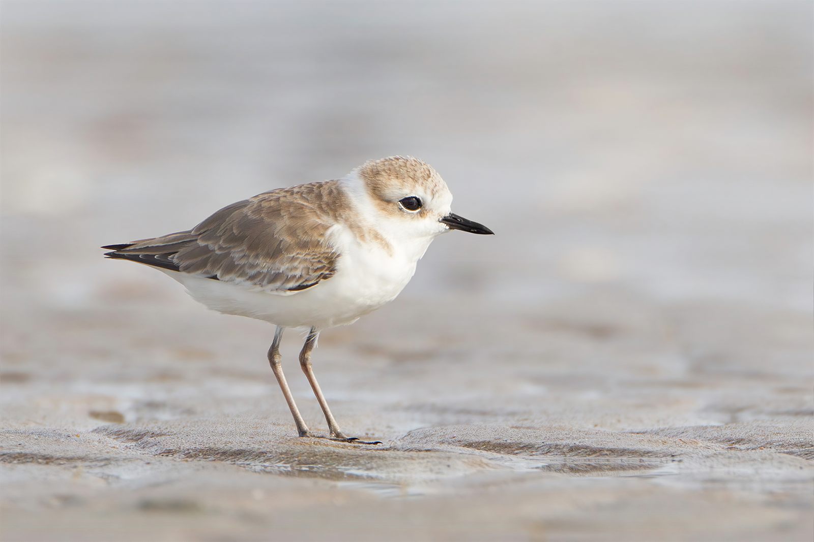 Kentish Plover