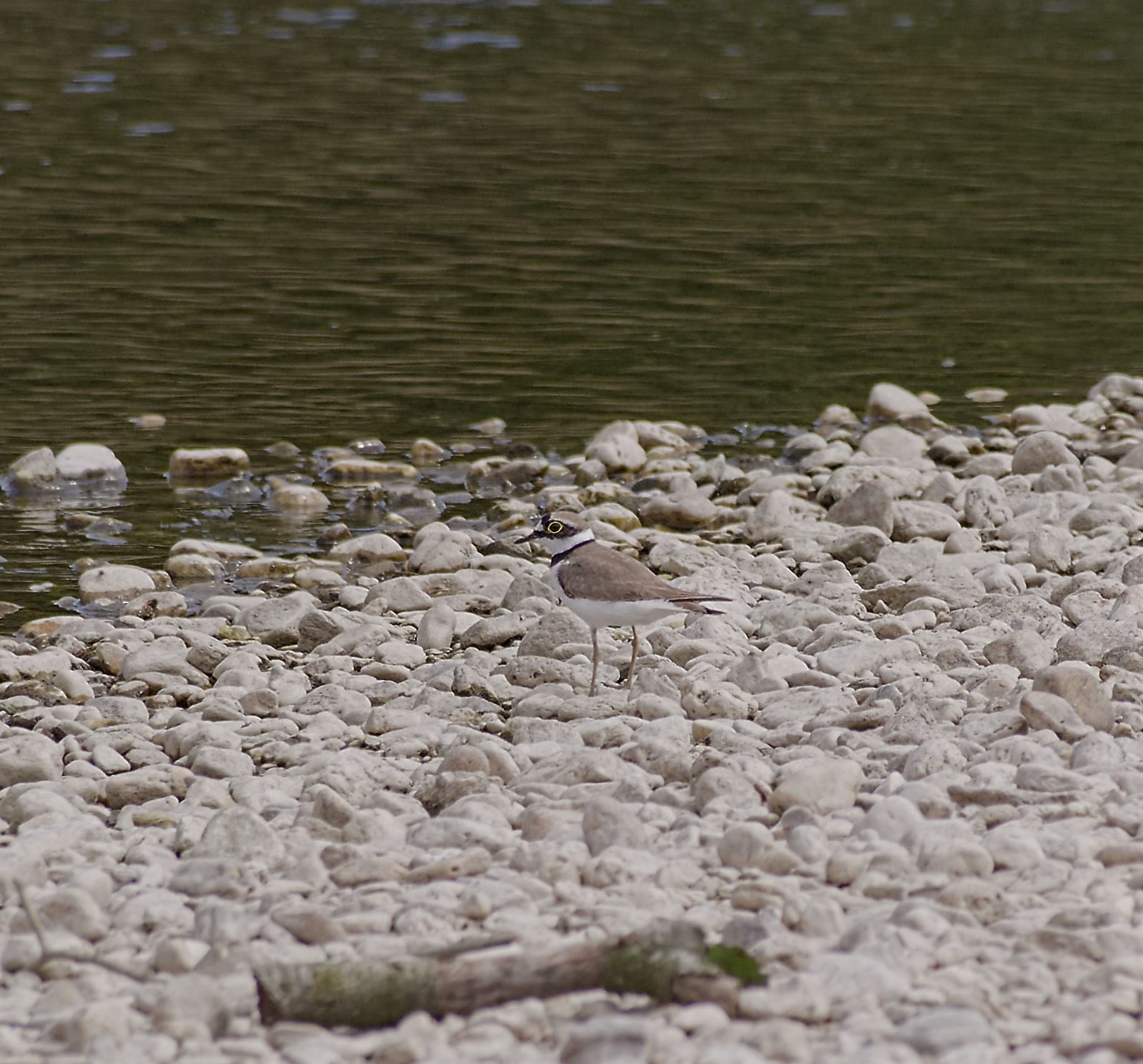Little Ringed Plover