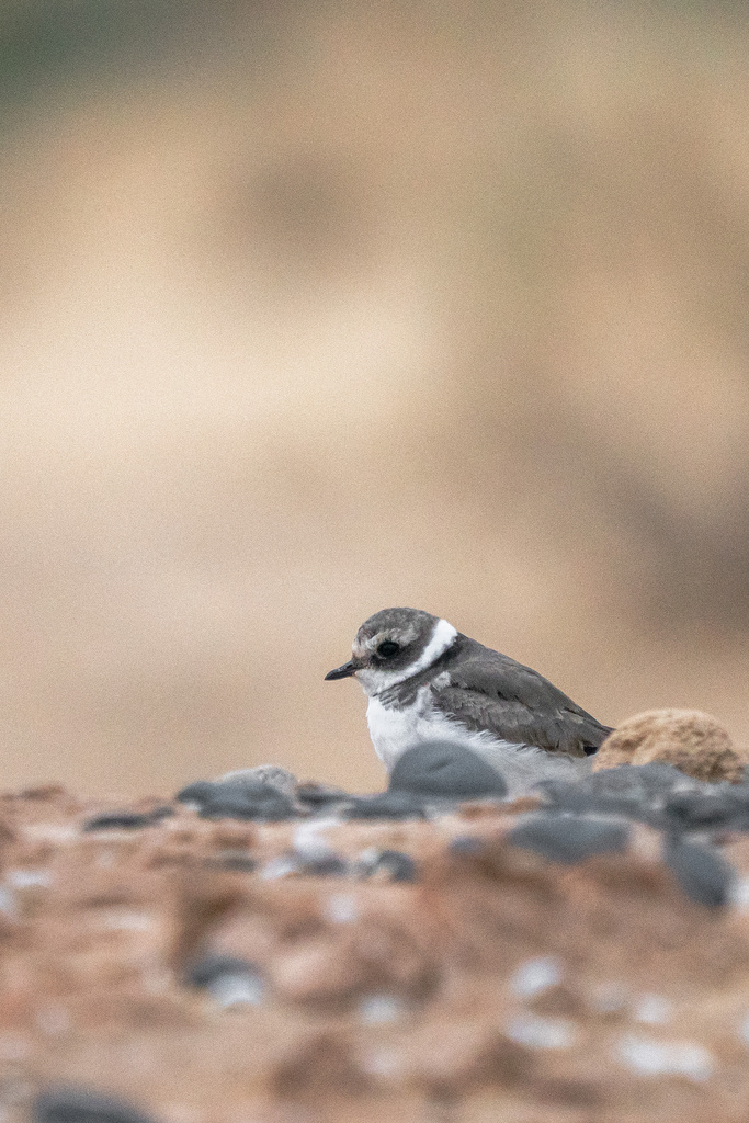 Common Ringed Plover