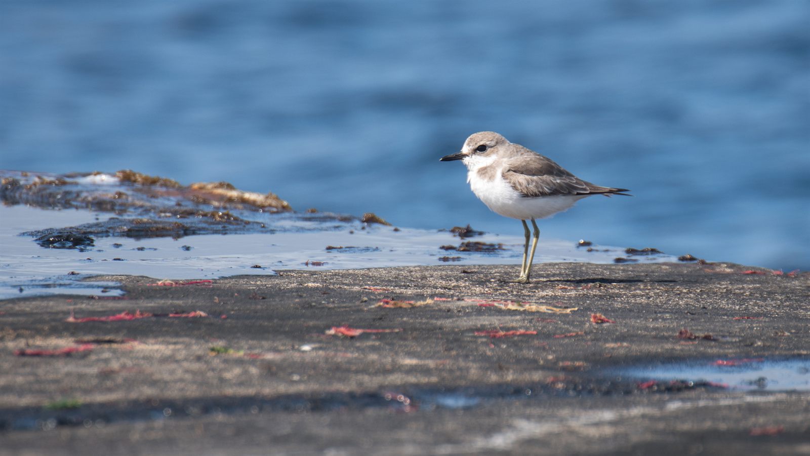 Greater Sand-Plover