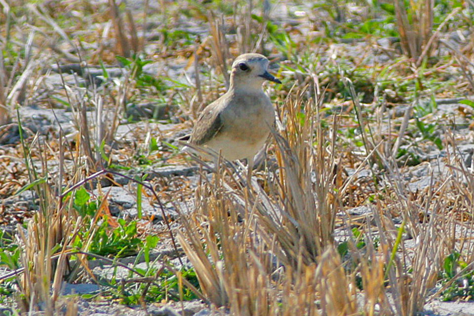 Oriental Plover