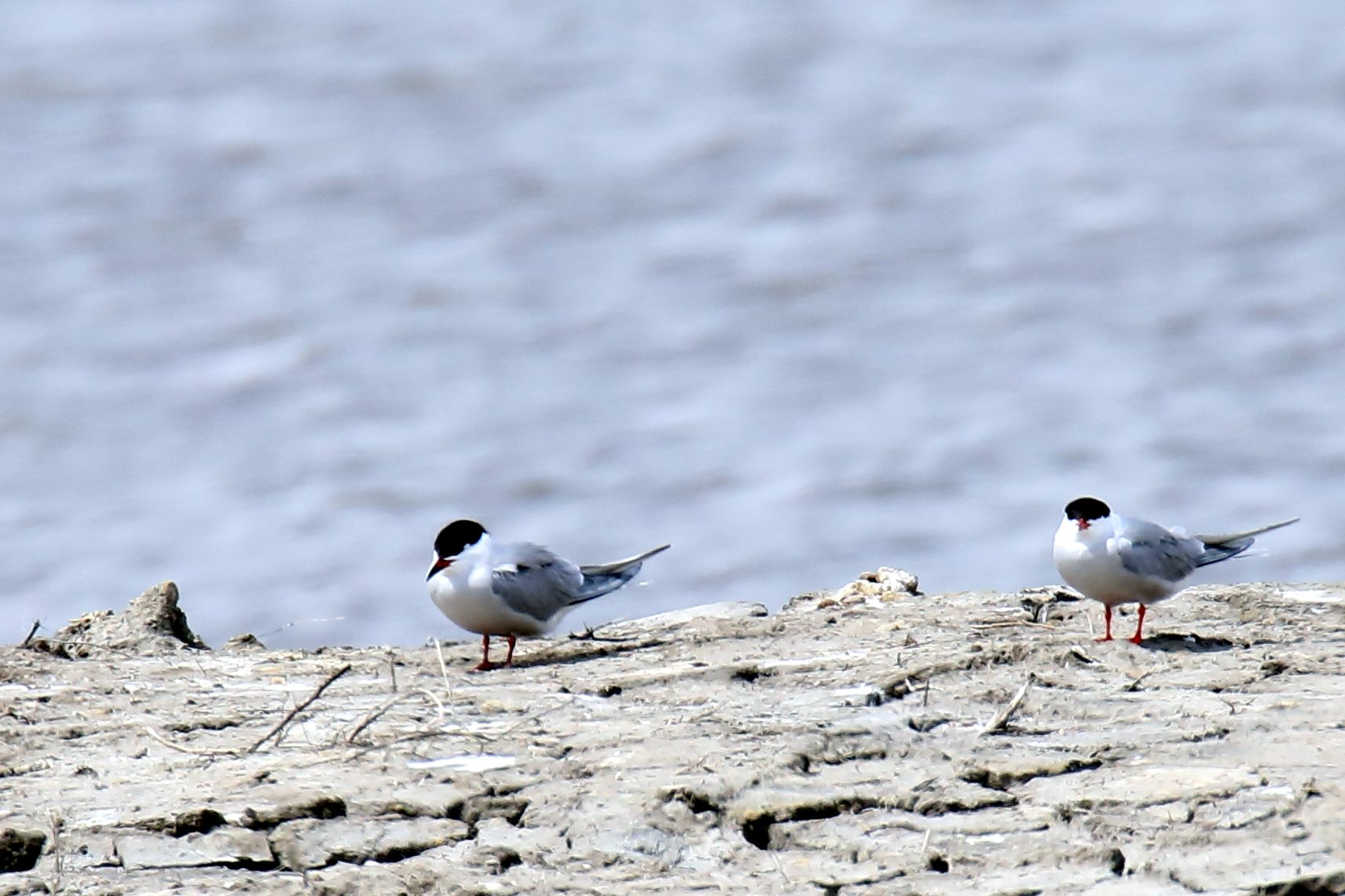 Whiskered Tern