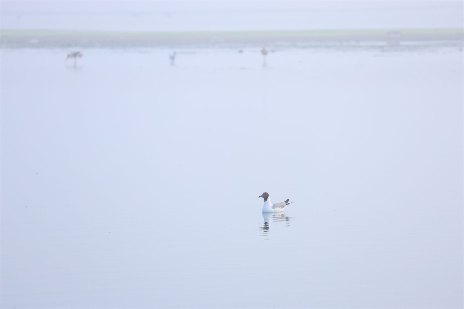 Brown-headed Gull