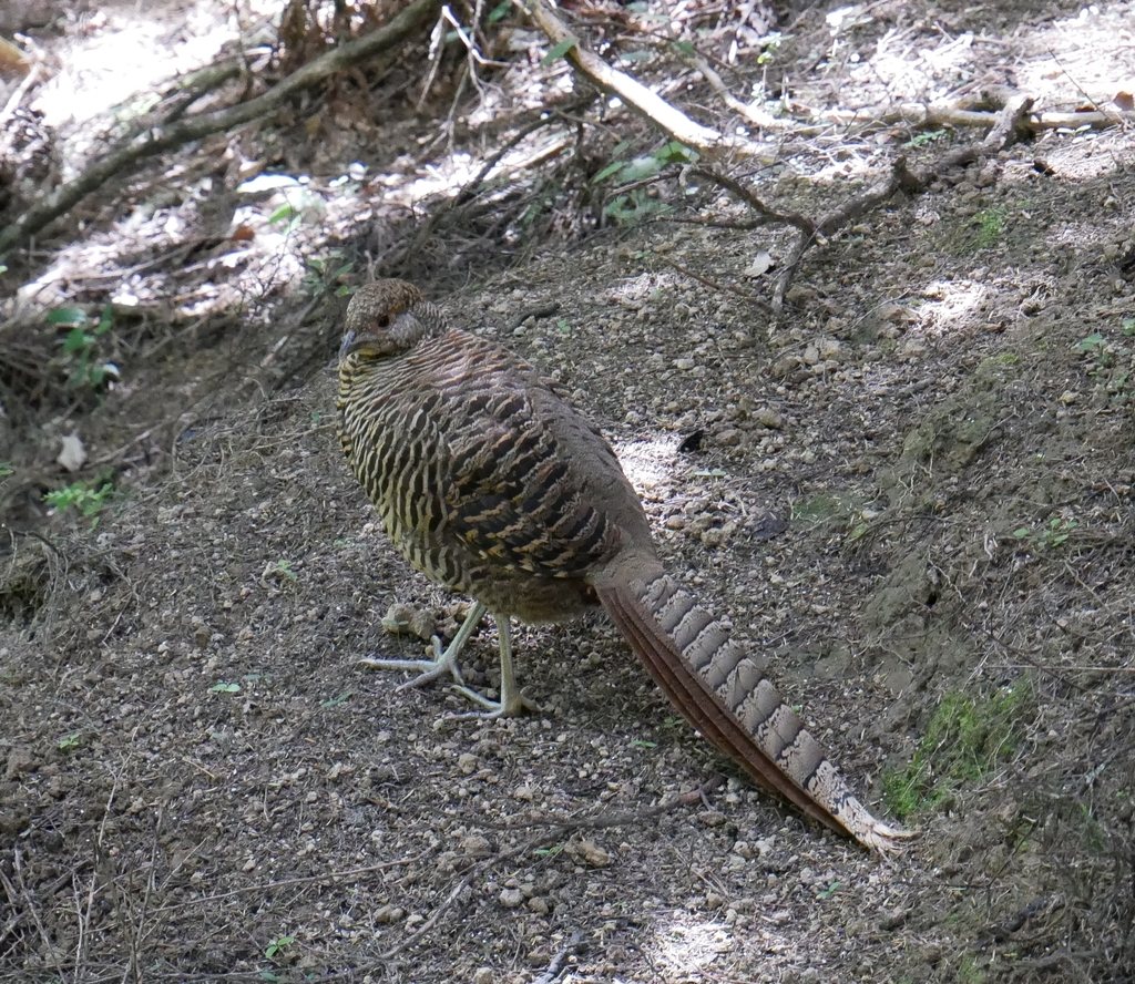 Golden Pheasant