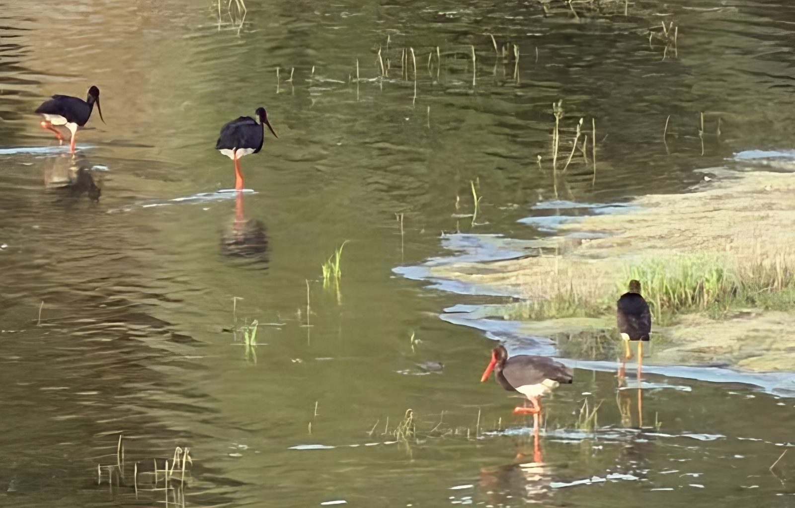 Black Stork