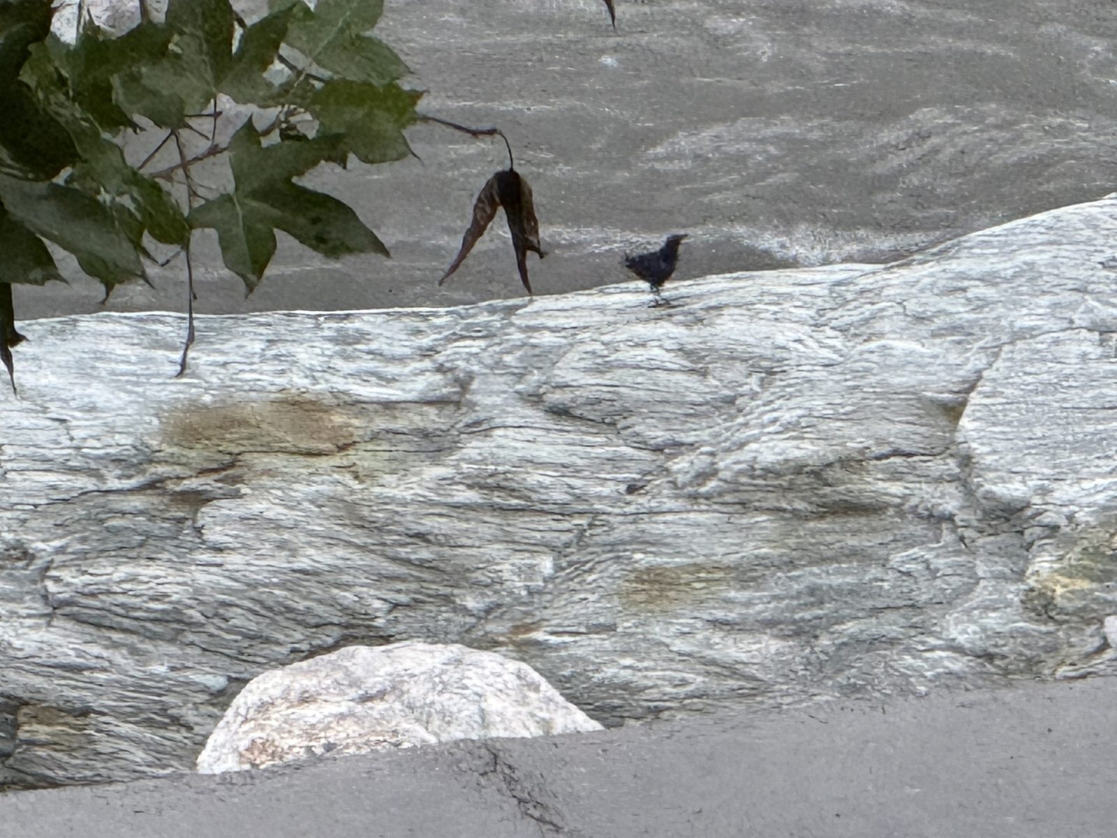 Brown Dipper
