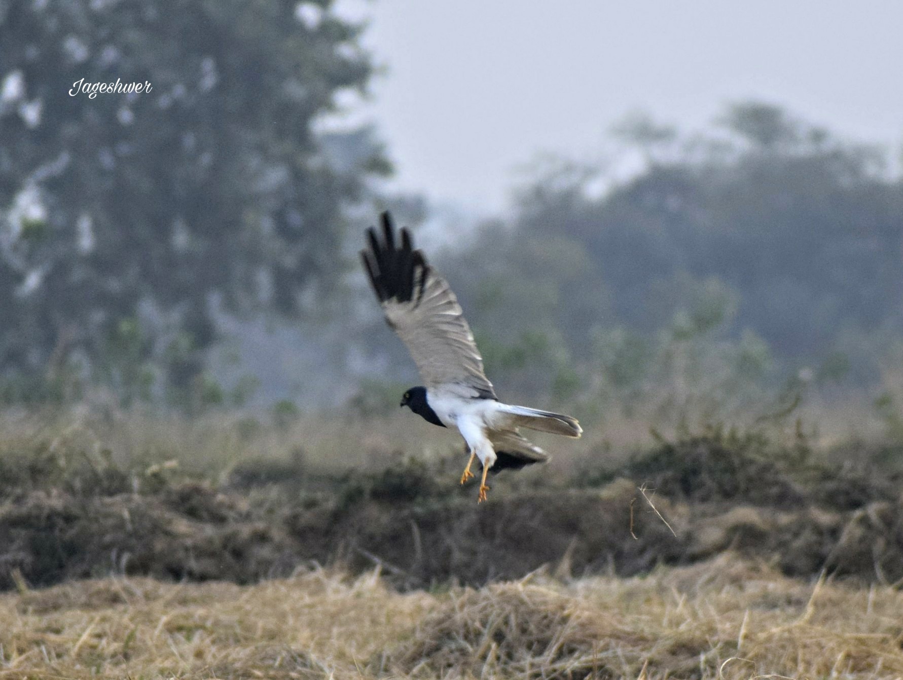 Pied Harrier
