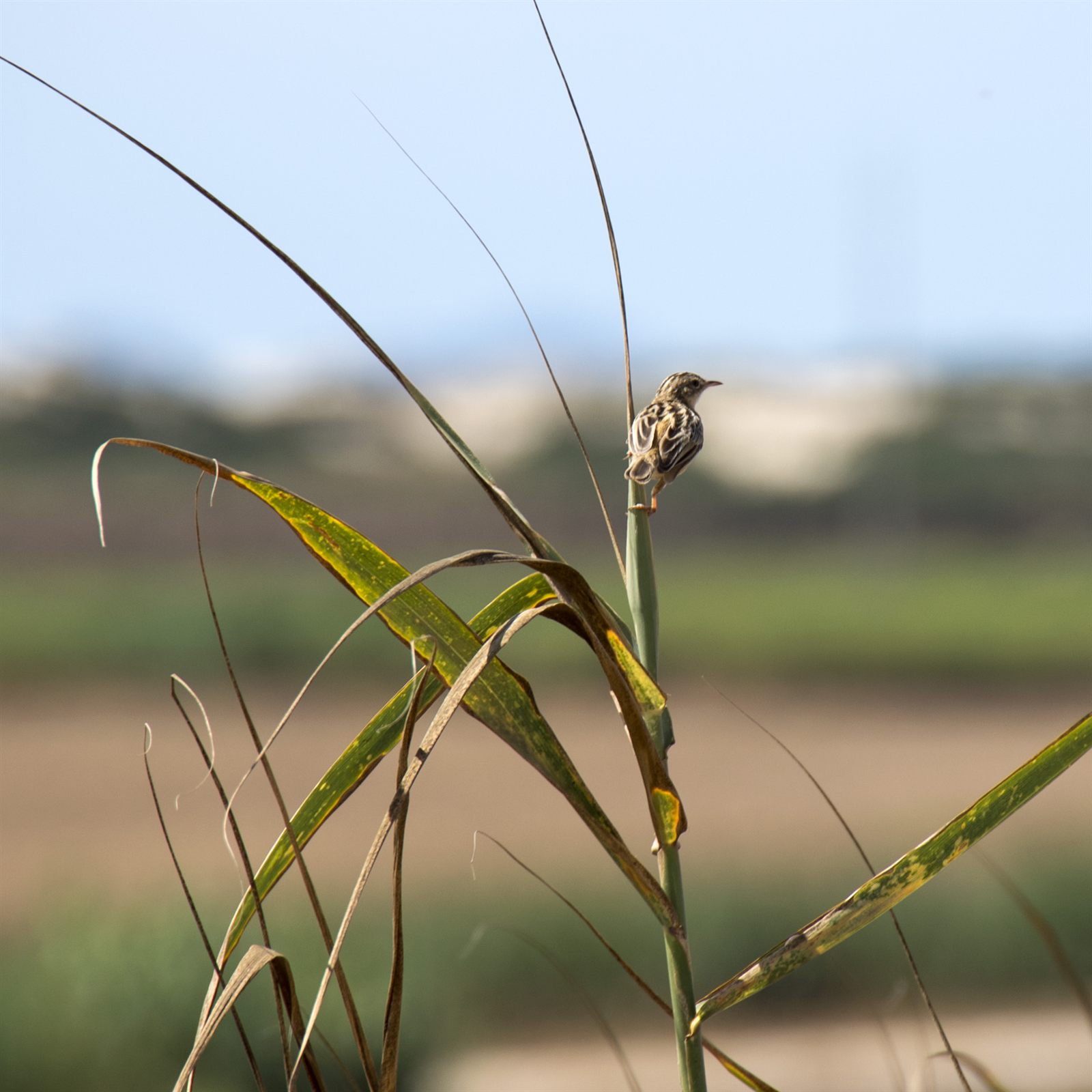 Zitting Cisticola