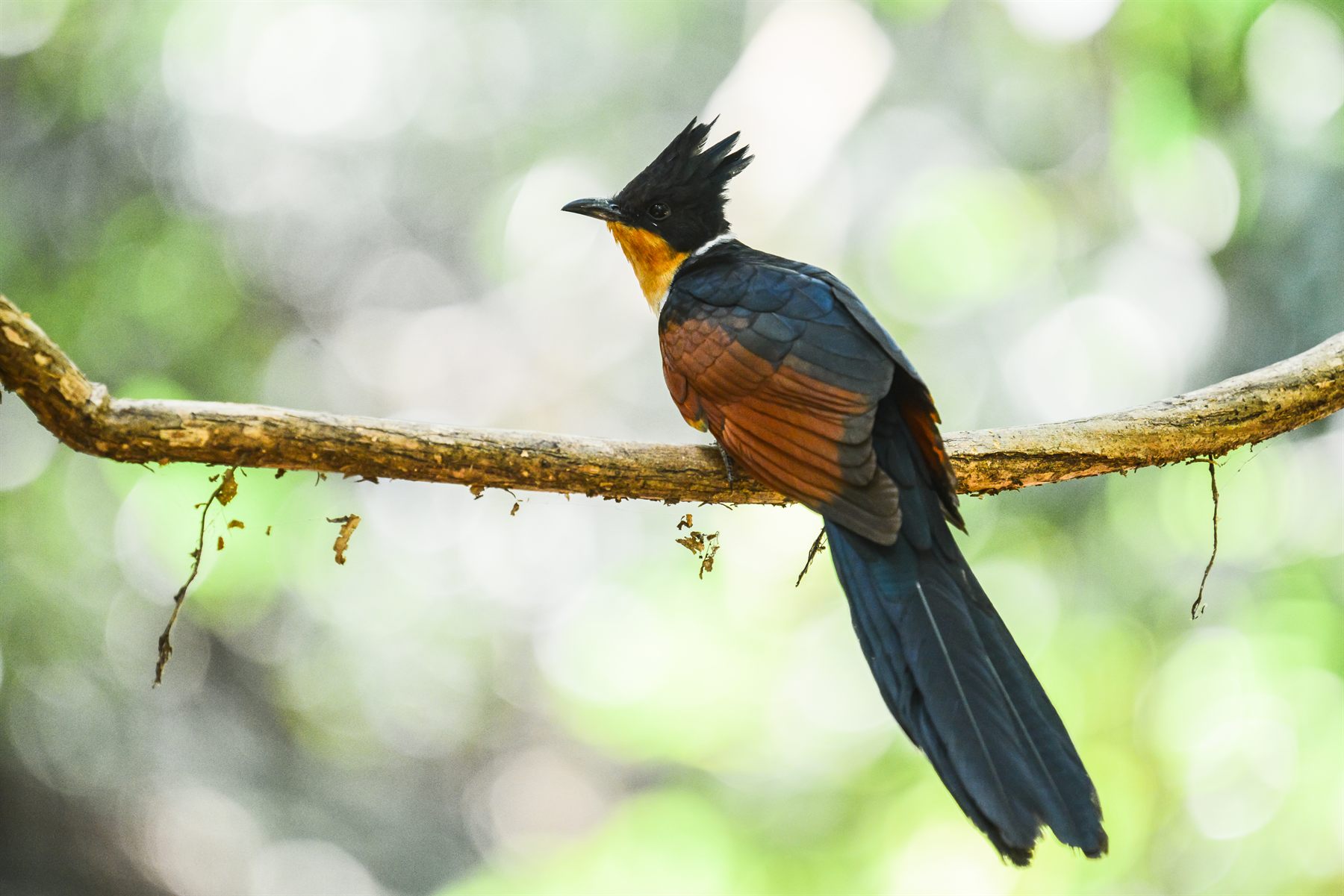 Chestnut-winged Cuckoo