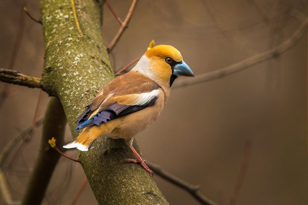 Hawfinch