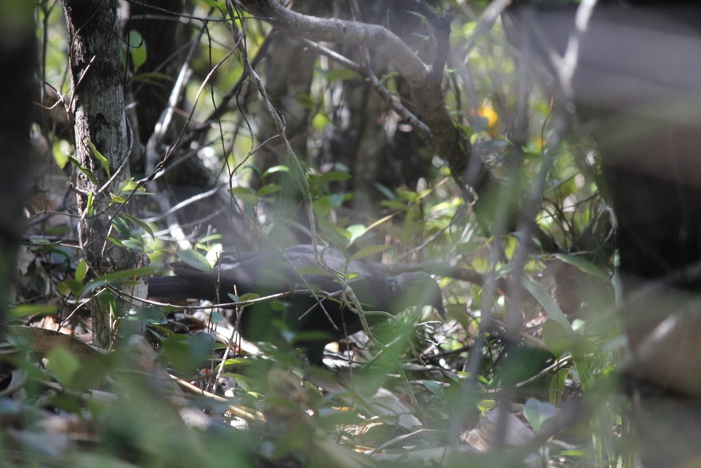 Black Wood Pigeon