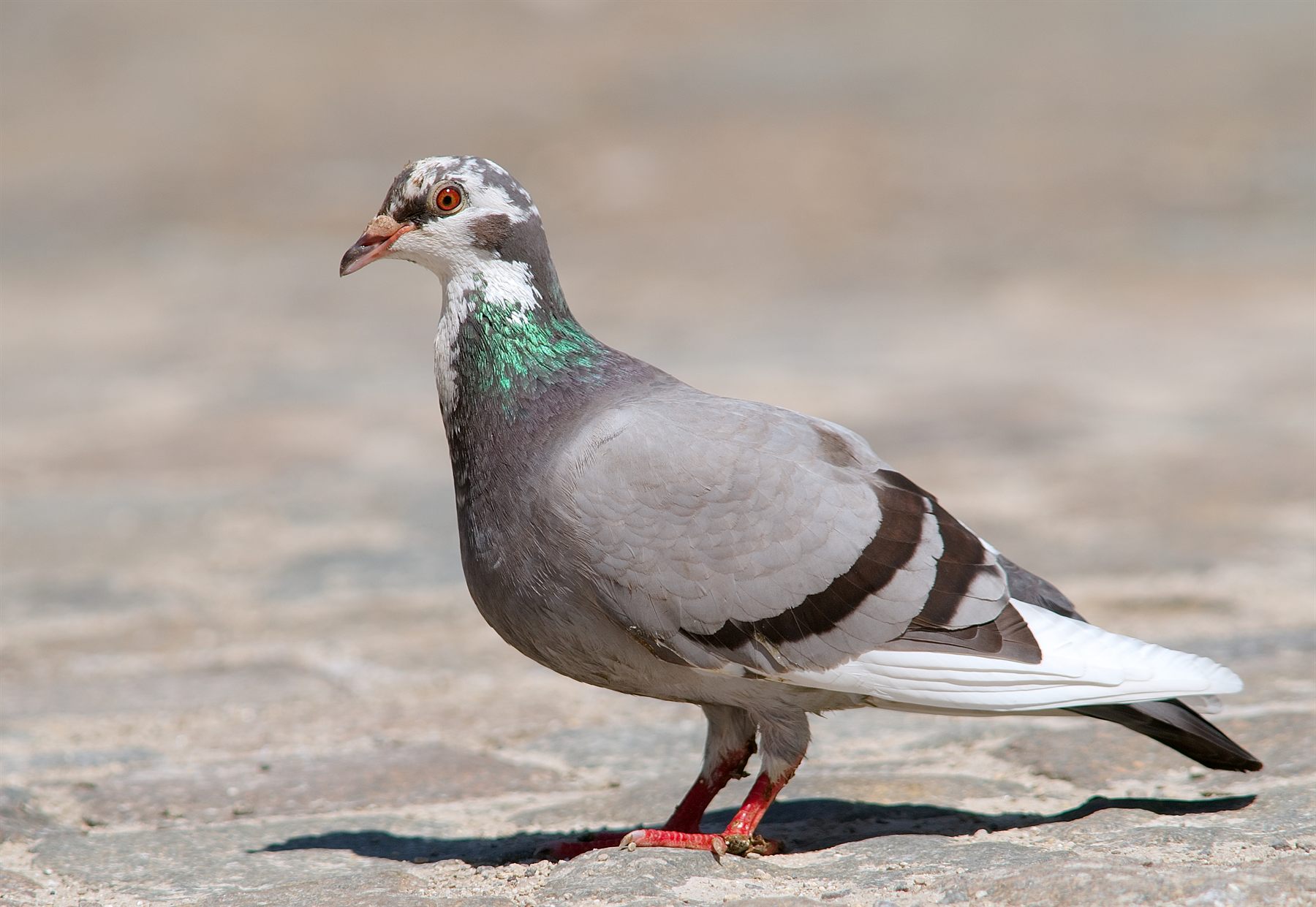 Rock Dove