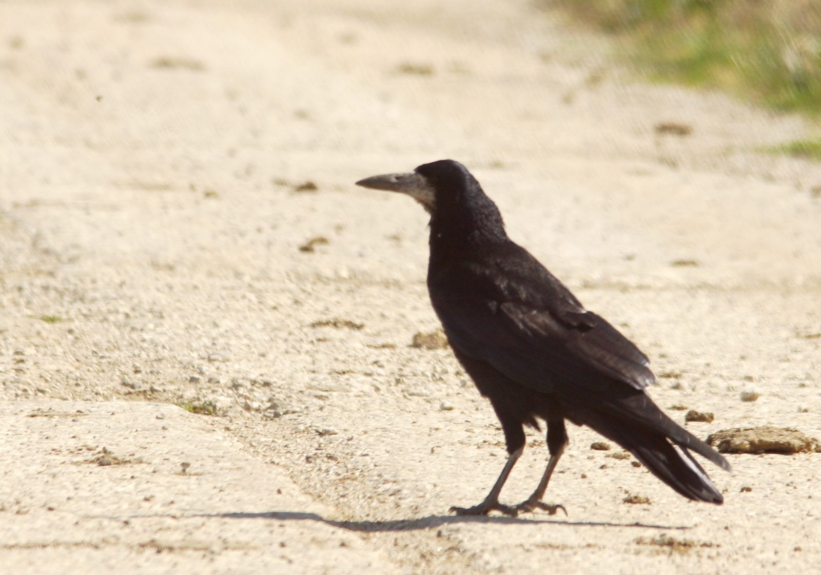 Rook