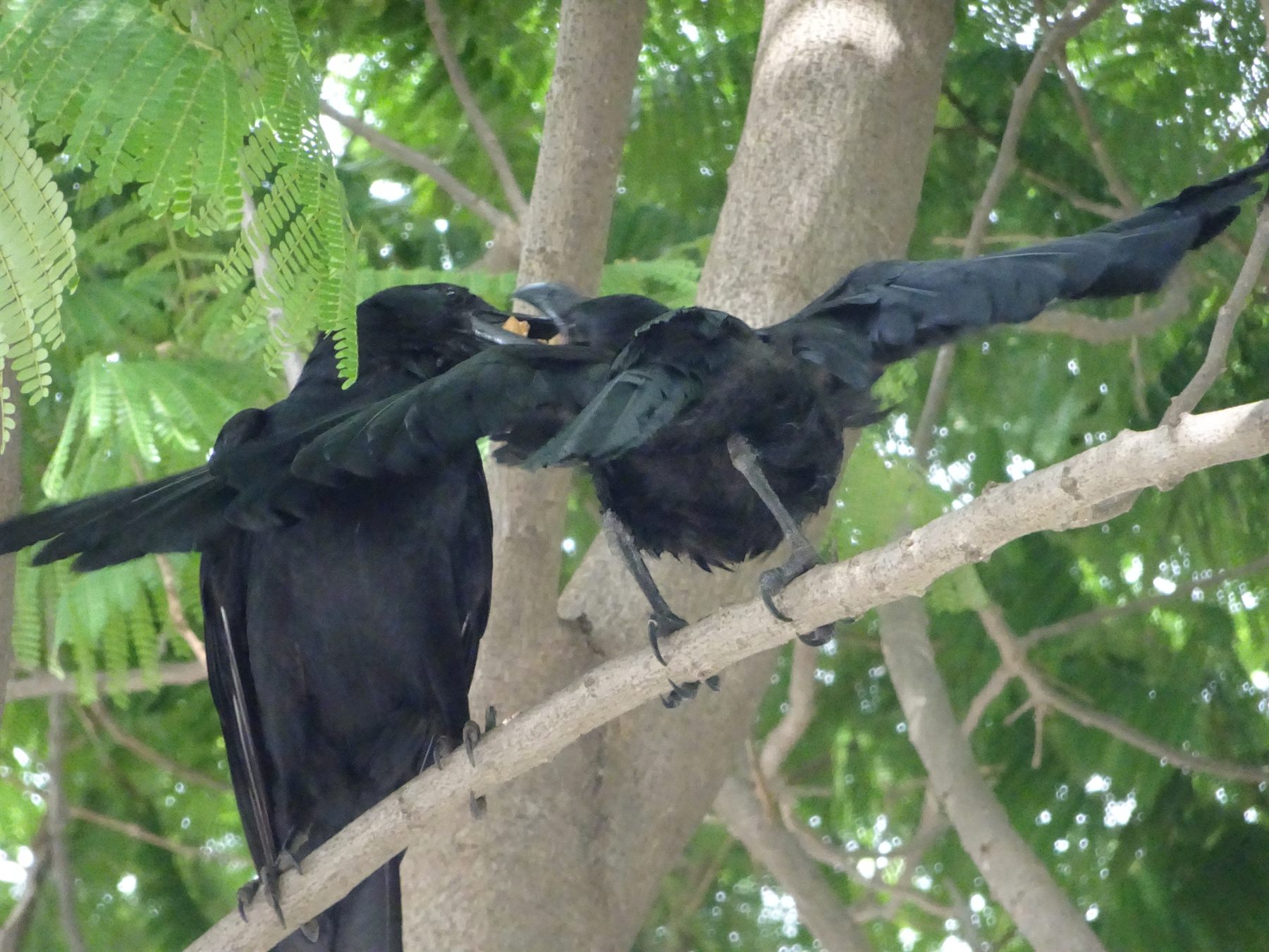 Large-billed Crow