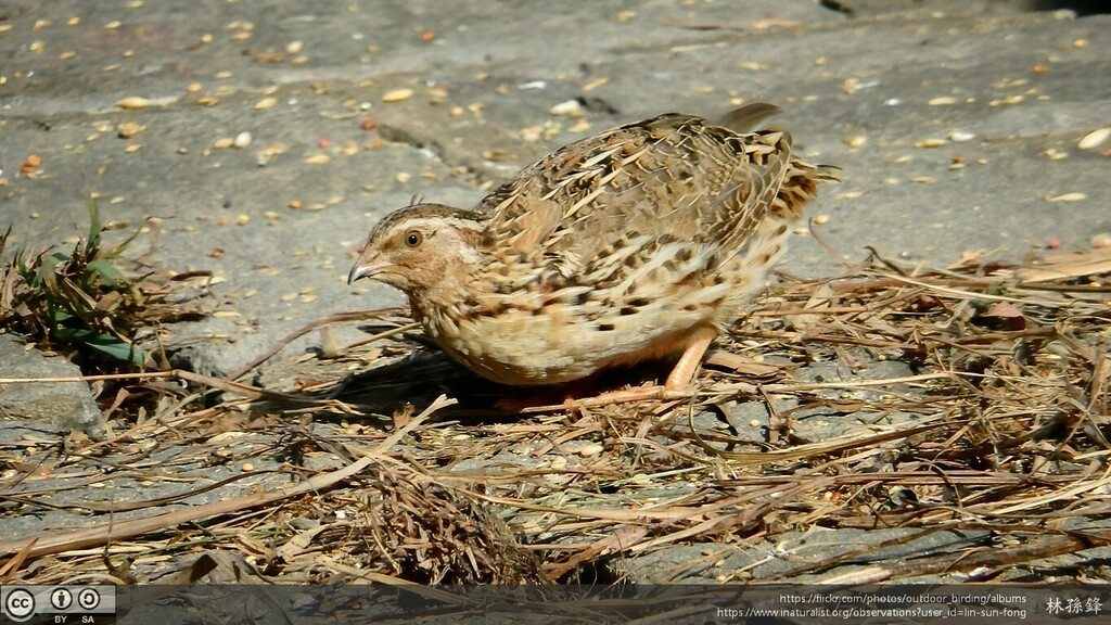 Japanese Quail