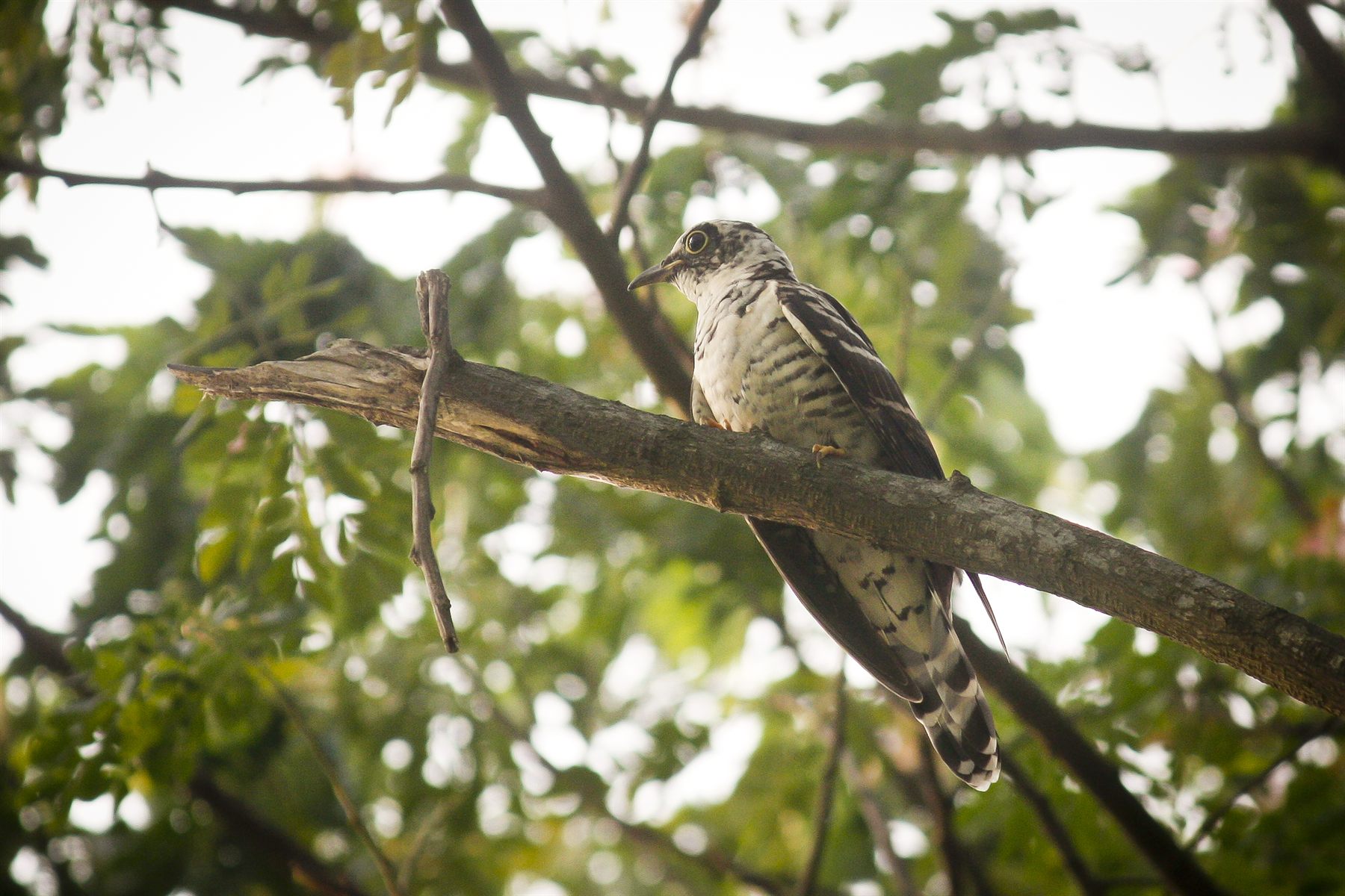 Indian Cuckoo