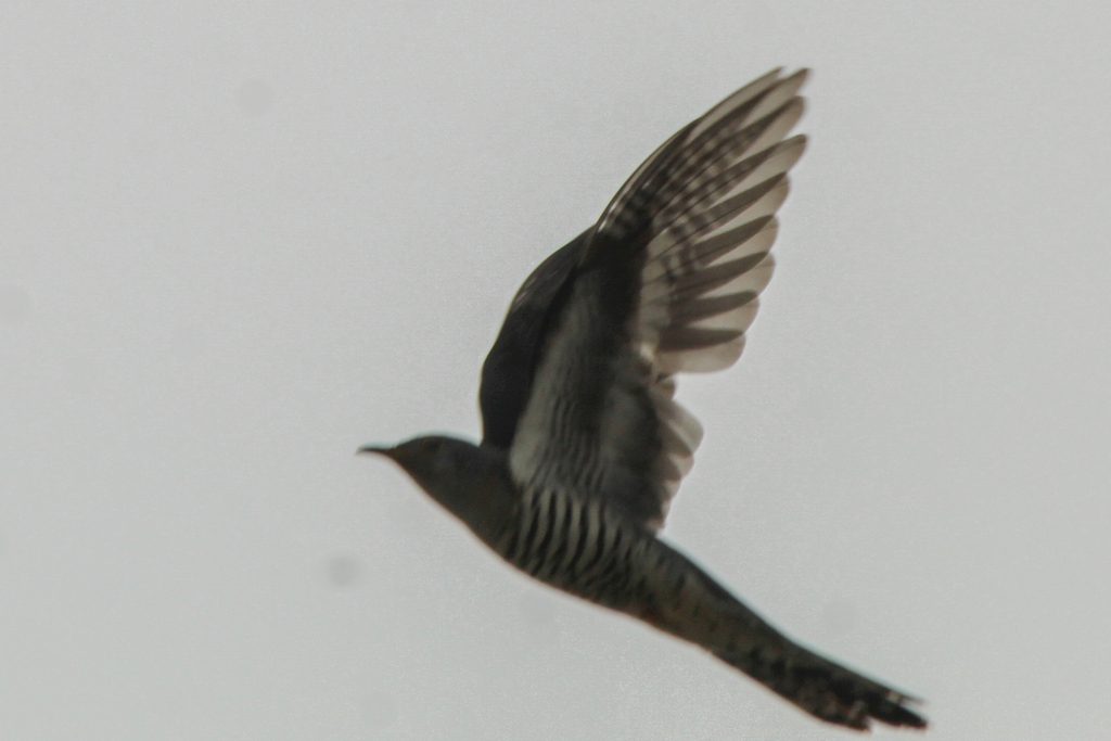 Lesser Cuckoo