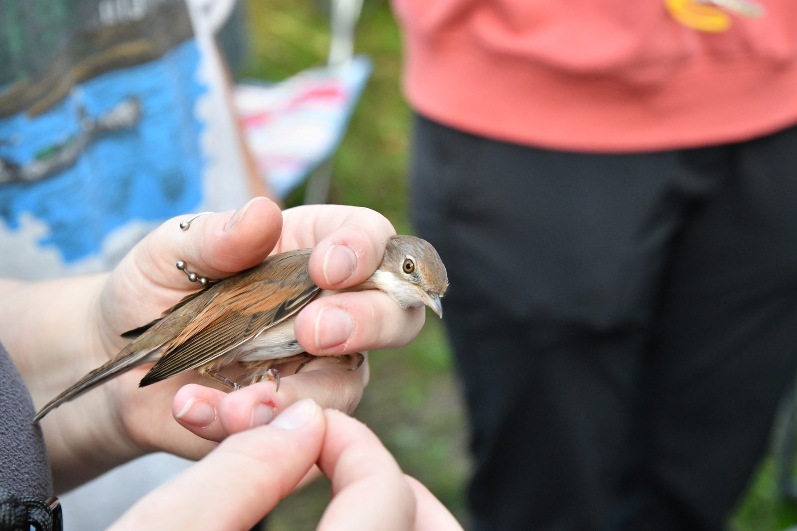 Common Whitethroat