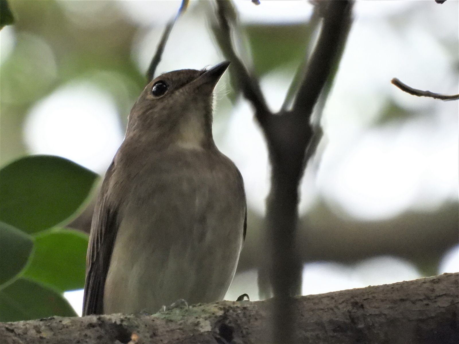 Blue-and-white Flycatcher