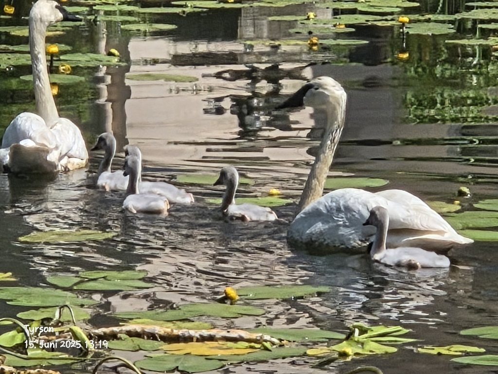 Trumpeter Swan