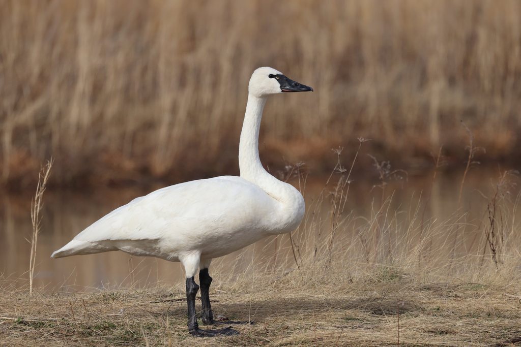 Tundra Swan