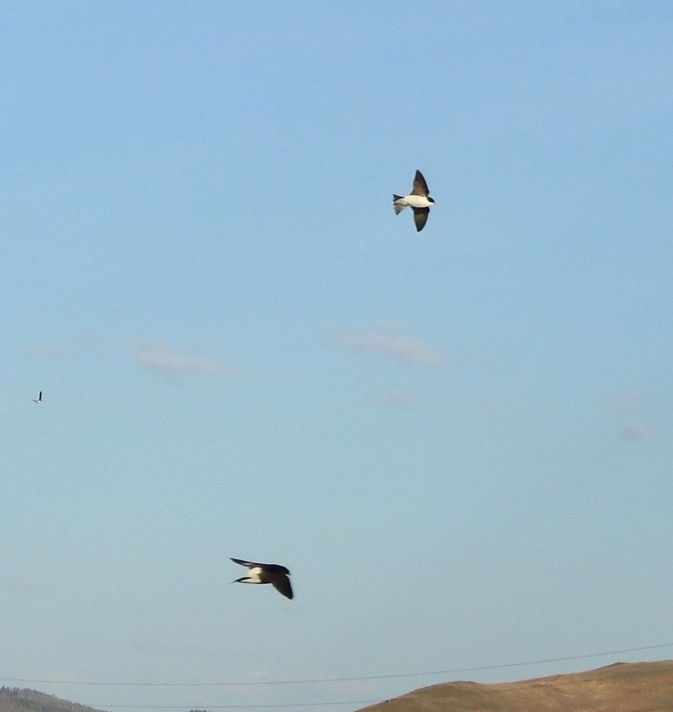 Siberian House Martin