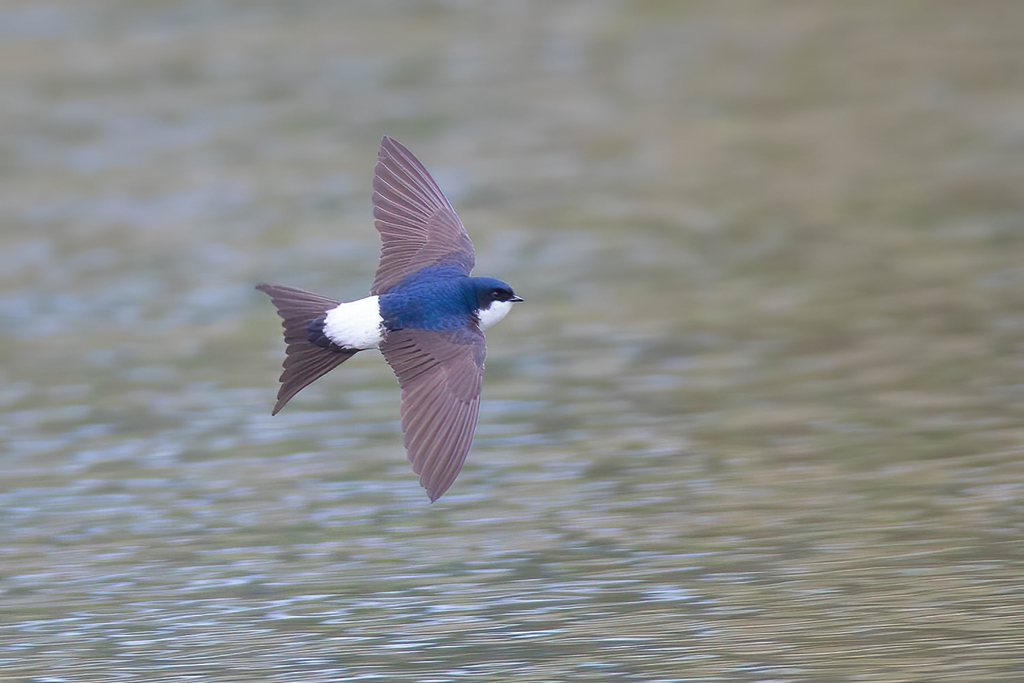 Western House Martin
