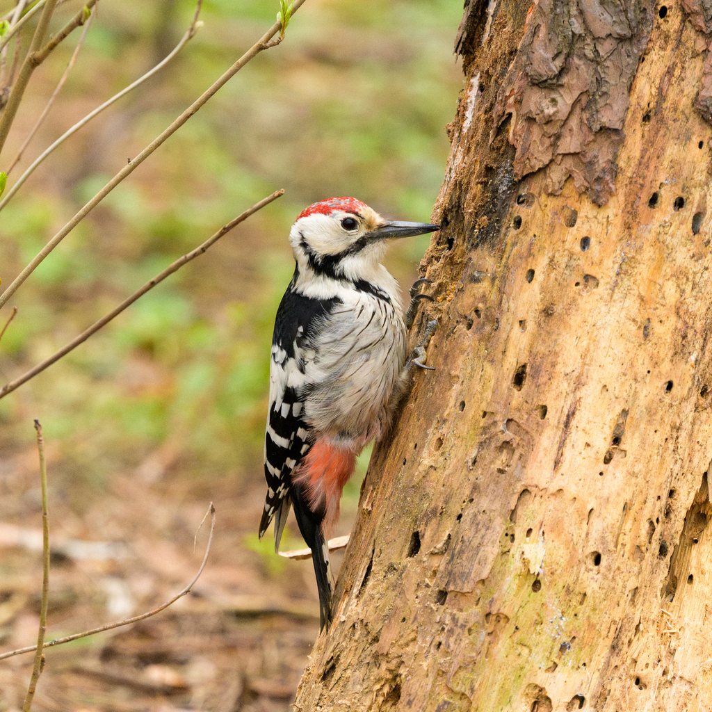 White-backed Woodpecker