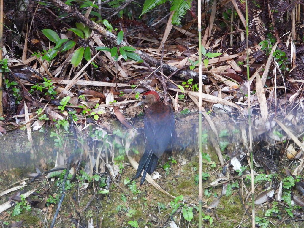 Okinawa Woodpecker