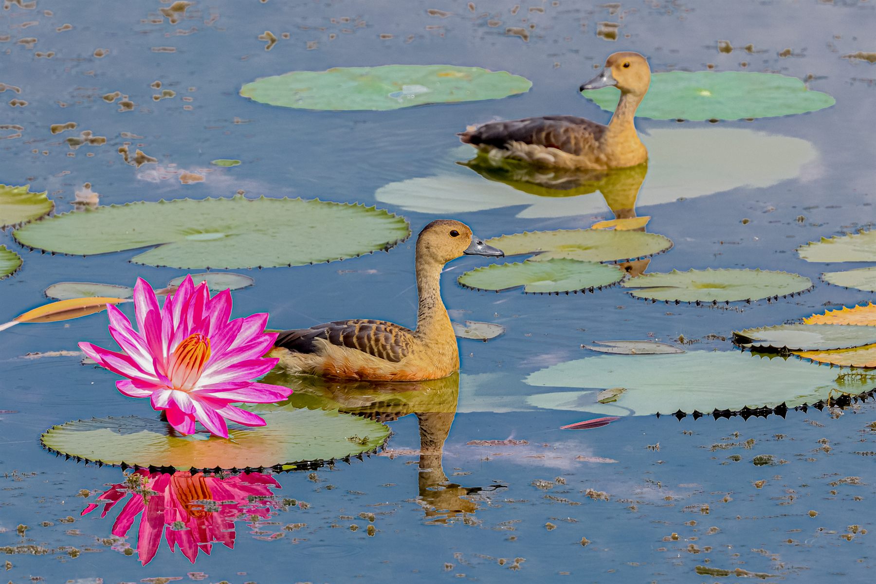 Lesser Whistling Duck