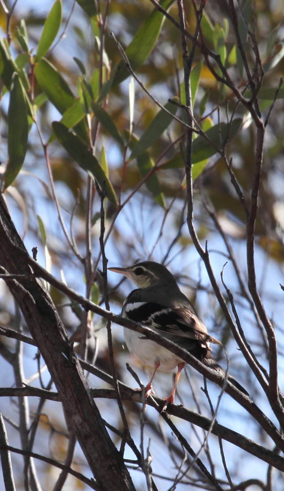Forest Wagtail