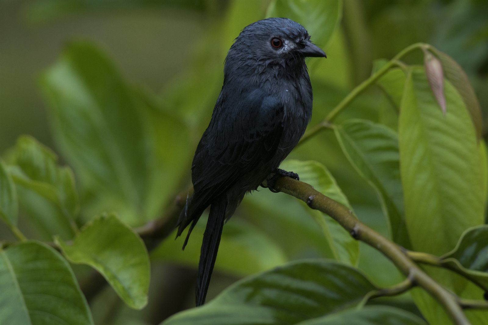 Ashy Drongo