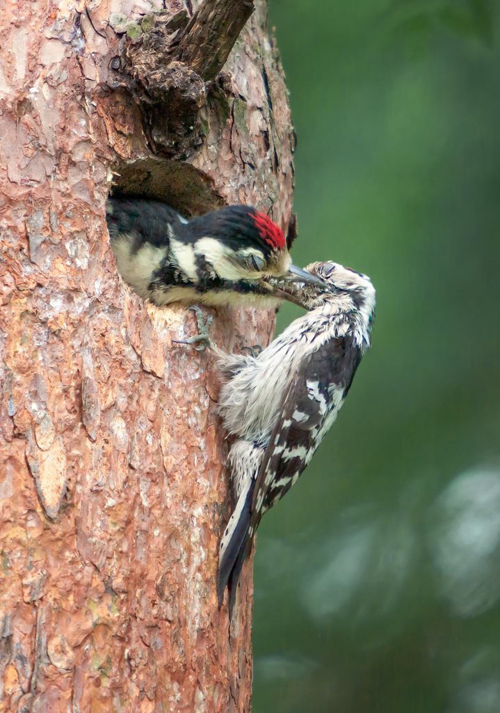 Lesser Spotted Woodpecker