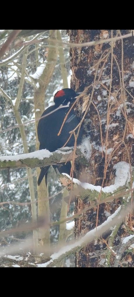 Black Woodpecker