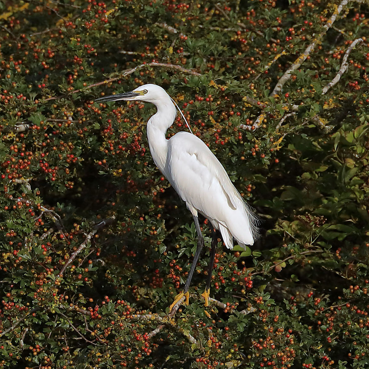 Little Egret