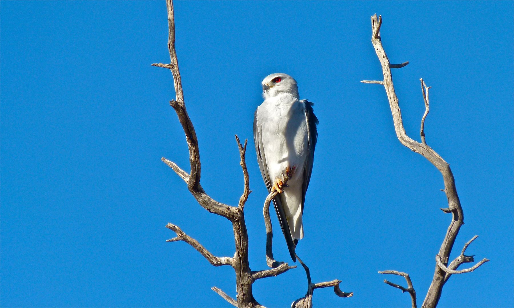 Black-winged Kite
