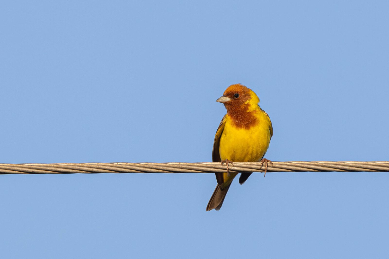 Red-headed Bunting