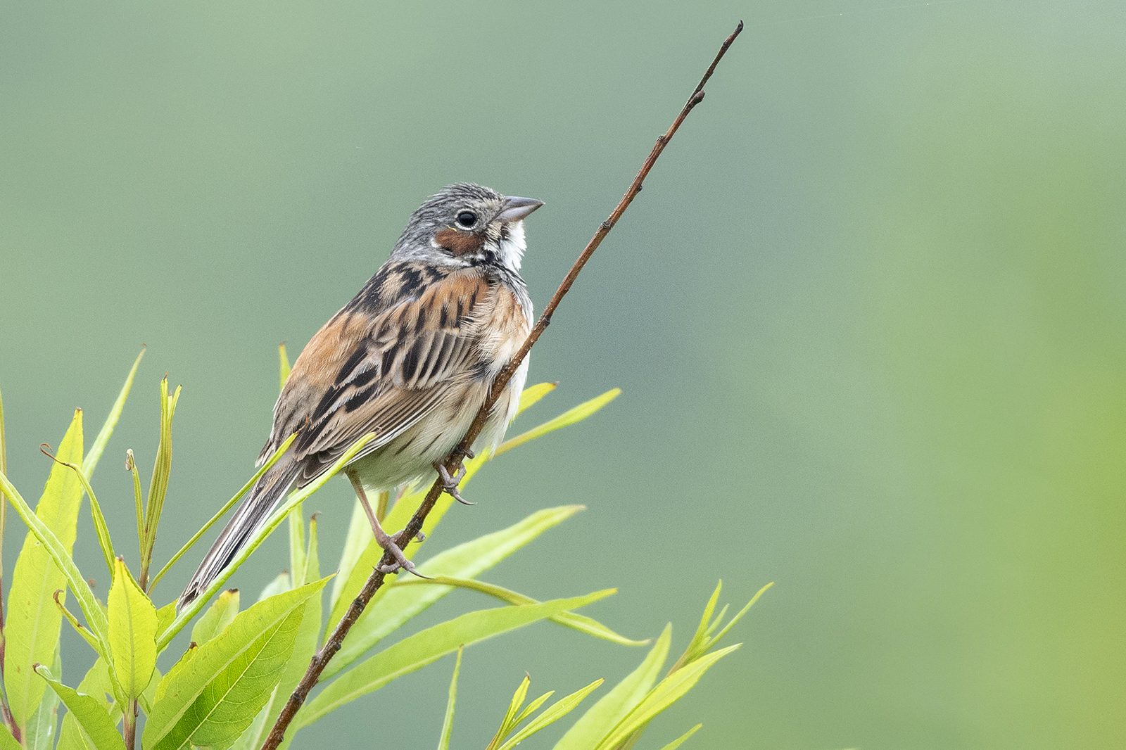 Chestnut-eared Bunting