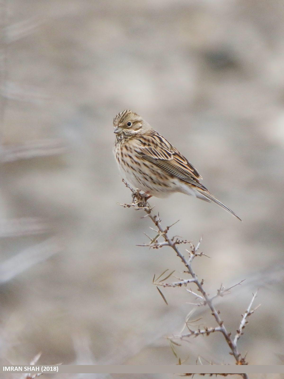 Pine Bunting