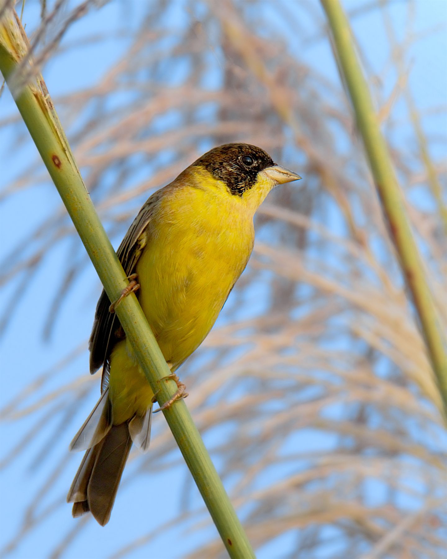Black-headed Bunting