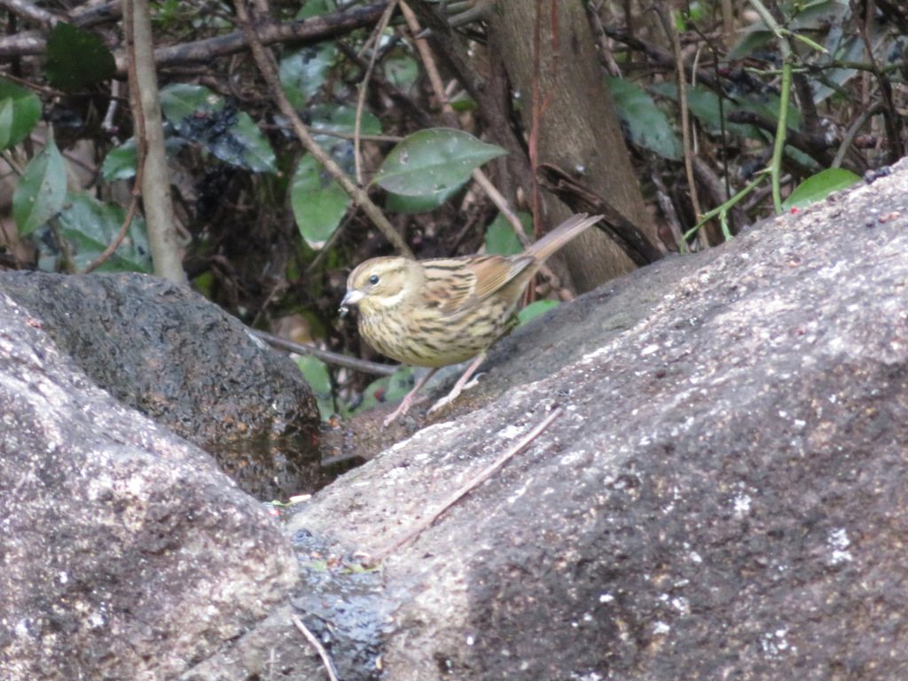 Masked Bunting