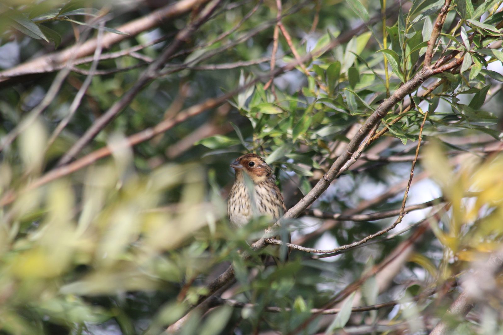 Little Bunting
