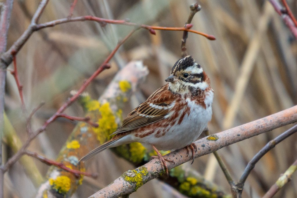 Rustic Bunting
