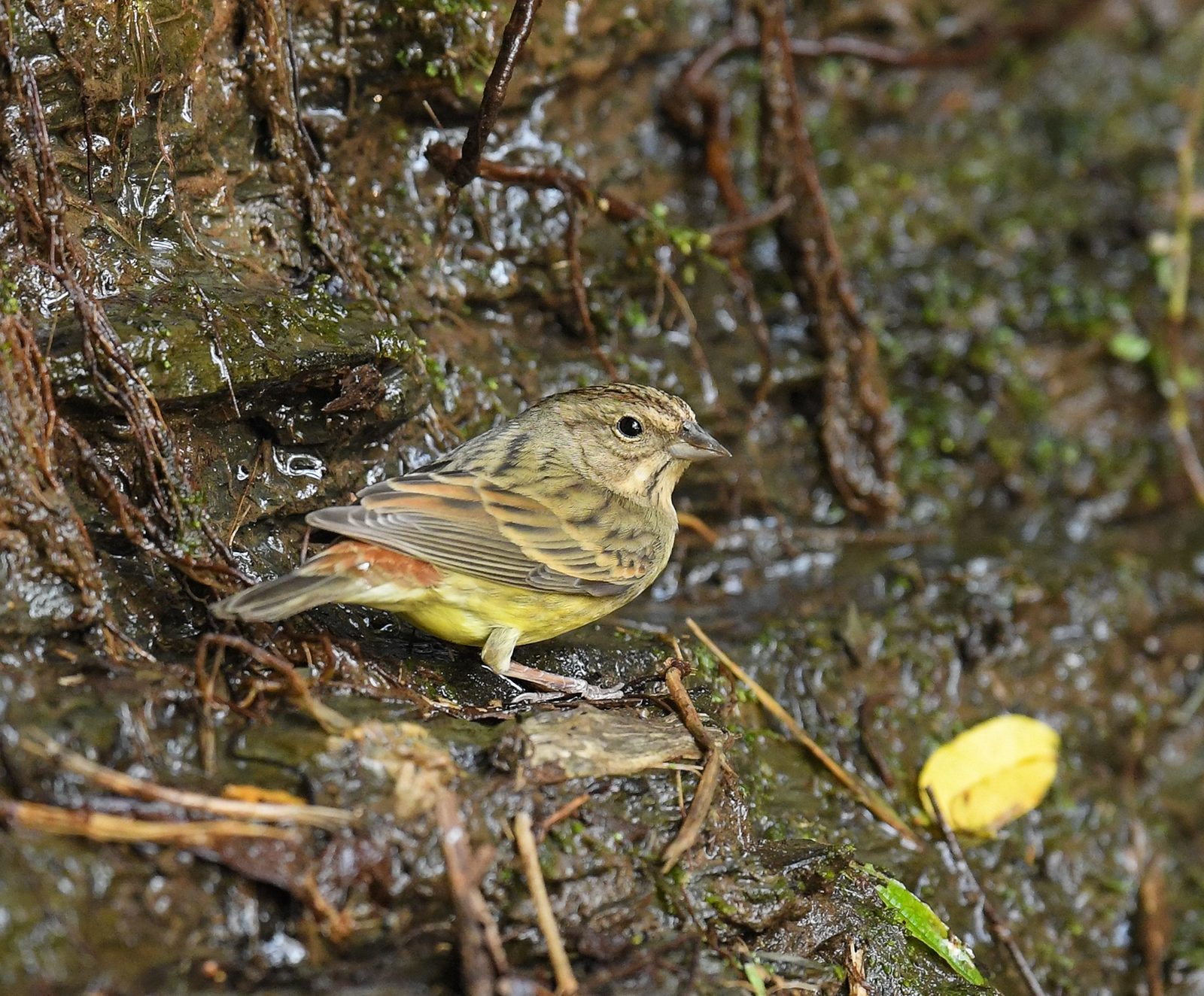 Chestnut Bunting